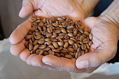 焙煎後のゲイシャコーヒー